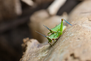 closeup of beautiful green two grasshoppers mating during winter The grasshopper eye pattern looks amazing. And they're riding each other's backs.