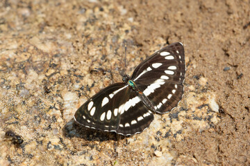 A butterfly perches on a rock Beautiful butterflies with various colors