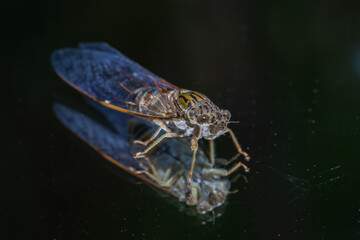 Close-up amazing cicada on glass There is a reflection of cicadas that looks strange and beautiful.