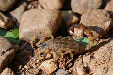 Close-up of Hottentotta tamulus, a small scorpion in Thailand. Small, fast But the venom is more powerful than a large scorpion. Likes to secretly hide in piles of clothes and under tree bark.