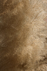 selective focus, soft grass fur pattern Patterns from nature that look light, gentle, and soft for making background images.