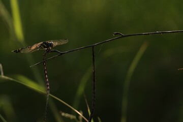 Dragonfly sitting on dry grass, Green background.