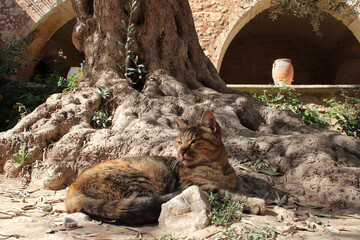 cat under an olive tree in crete in greece  - obrazy, fototapety, plakaty