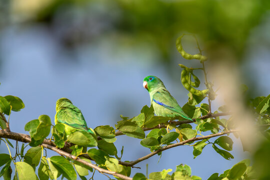Spectacled parrotlet (Forpus conspicillatus), bird species of parrot in the family Psittacidae. Barichara, Santander department. Wildlife and birdwatching in Colombia