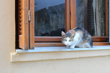 cat in front of a window in rethymno in crete in greece 