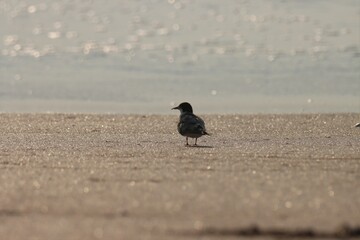 Small bird standing on the beach.