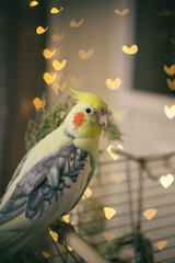 Beautiful photo of a bird. Ornithology.Funny parrot.Cockatiel parrot.
Home pet yellow bird.Beautiful feathers.Love for animals.Cute cockatiel.Home pet parrot.A bird with a crest.Natural color.
memes.