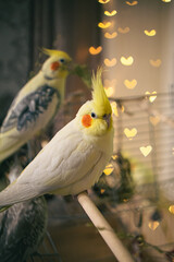 Beautiful photo of a bird. Ornithology.Funny parrot.Cockatiel parrot.
Home pet yellow bird.Beautiful feathers.Love for animals.Cute cockatiel.Home pet parrot.A bird with a crest.Natural color.
memes.