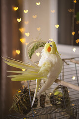 Beautiful photo of a bird. Ornithology.Funny parrot.Cockatiel parrot.
Home pet yellow...
