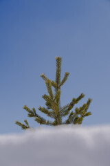 Snow covered Pine Trees on the side of a mountain.