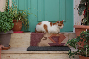 cat in front of a door in rethymno in crete in greece 