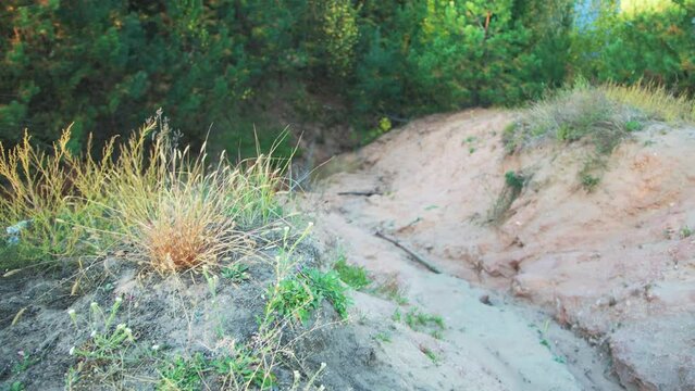 A steep sandy cliff and a descent to the river against the backdrop of a forest. Steep forest path down, nature