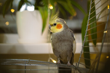 Beautiful photo of a bird. Ornithology.Funny parrot.Cockatiel parrot.
Home pet yellow...
