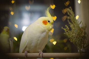 Beautiful photo of a bird. Ornithology.Funny parrot.Cockatiel parrot.
Home pet yellow...