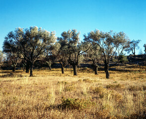 trees in the field, greece,grekland,Mats