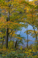 日本　青森県西津軽郡深浦町の白神山地西部に位置する湖沼群、十二湖の王池と紅葉
