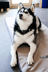 siberian husky dog lie down on magnetic carpet