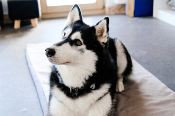 siberian husky dog portrait