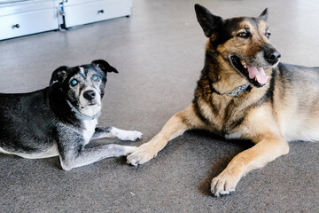 blind dog and german shepherd dog are friends and lie down and smiling 