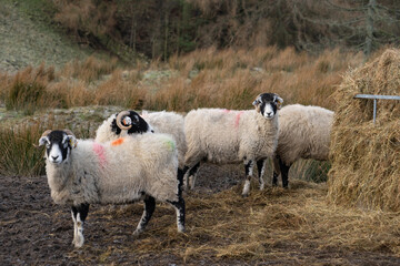 Naklejka premium Swaledale ewes at a feeder on Northumberland Moorland