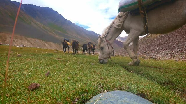 Shot of horses running and grazing near mountain range of Pin Bhaba pass in Himachal Pradesh, India