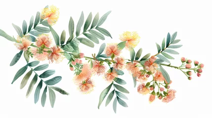 Fotobehang Flowering mimosa isolated on white background. © UsamaR