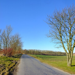 Fototapeta na wymiar Road, landscape and trees with field in countryside for travel, adventure and roadtrip with forest in nature. Street, path and location in Amsterdam with blue sky, roadway and environment for tourism