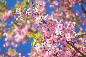 青空を背景に咲く河津桜