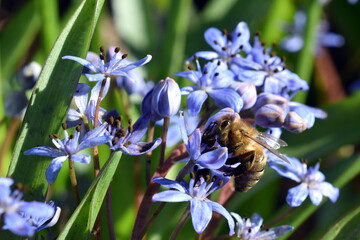 Biene an einem Zweiblättrigen Blaustern