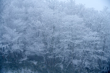 霧氷の林