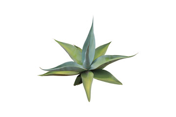 Close-up view of plant growing in dry land isolated on transparent background png file.