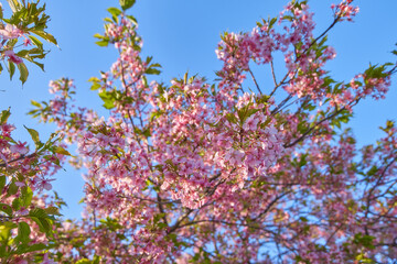 青空を背景に咲く河津桜