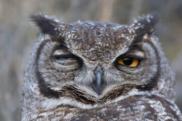 Great Horned Owl, Bubo virginianus nacurutu, Peninsula Valdes, Patagonia, Argentina.