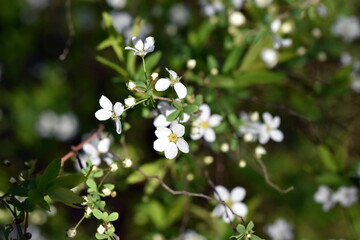 Kleine Blüten an einem Thunbergs Spierstrauch