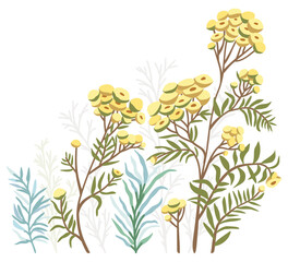 Tansy flowers and herbs. Vector floral isolated illustration.