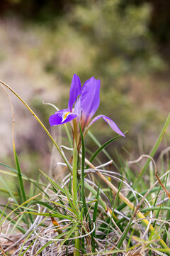 The iris (Iris unguicularis subsp. angustifolia) grows in the mountains close-up