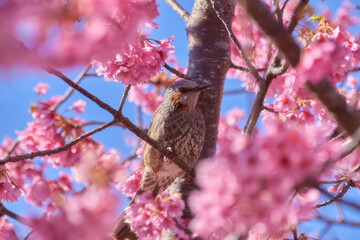 満開の河津桜とヒヨドリ