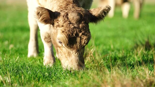 Close up of Stud Beef bulls and cows grazing on grass in a field, in Australia. breeds include speckled park, murray grey, angus, brangus and wagyu.