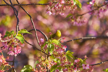 河津桜に止まるメジロ