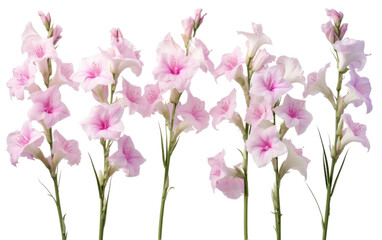 Elegant Gladiolus Flowers on white background