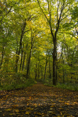 日本　青森県西津軽郡深浦町の白神山地西部に位置する湖沼群、十二湖のブナの森と紅葉