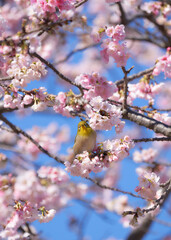 河津桜に止まるメジロ