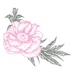 Botanical vector drawing of a peony hand-drawn in a graphic style. Floral isolated illustration for printing, tattoos, invitations, postcards and design