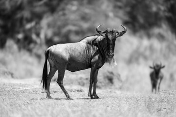 Mono blue wildebeest stands staring near another