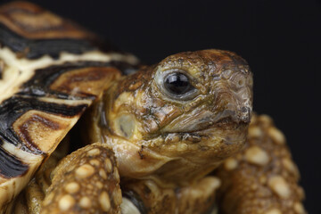 Naklejka premium Portrait of a Leopard Tortoise 