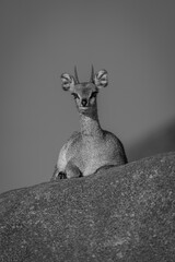 Mono klipspringer stares towards camera from rock
