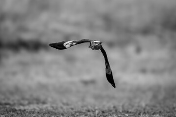 Mono lilac-breasted roller approaches camera over grass