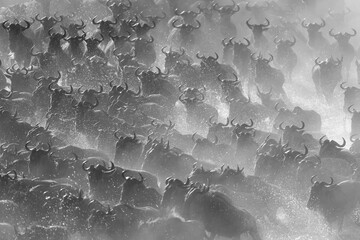 Mono confusion of wildebeest galloping through dust