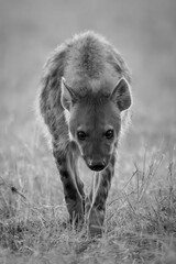 Mono hyena walks towards camera lowering head