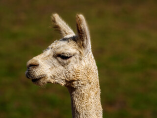 Obraz premium Haughty White Alpaca